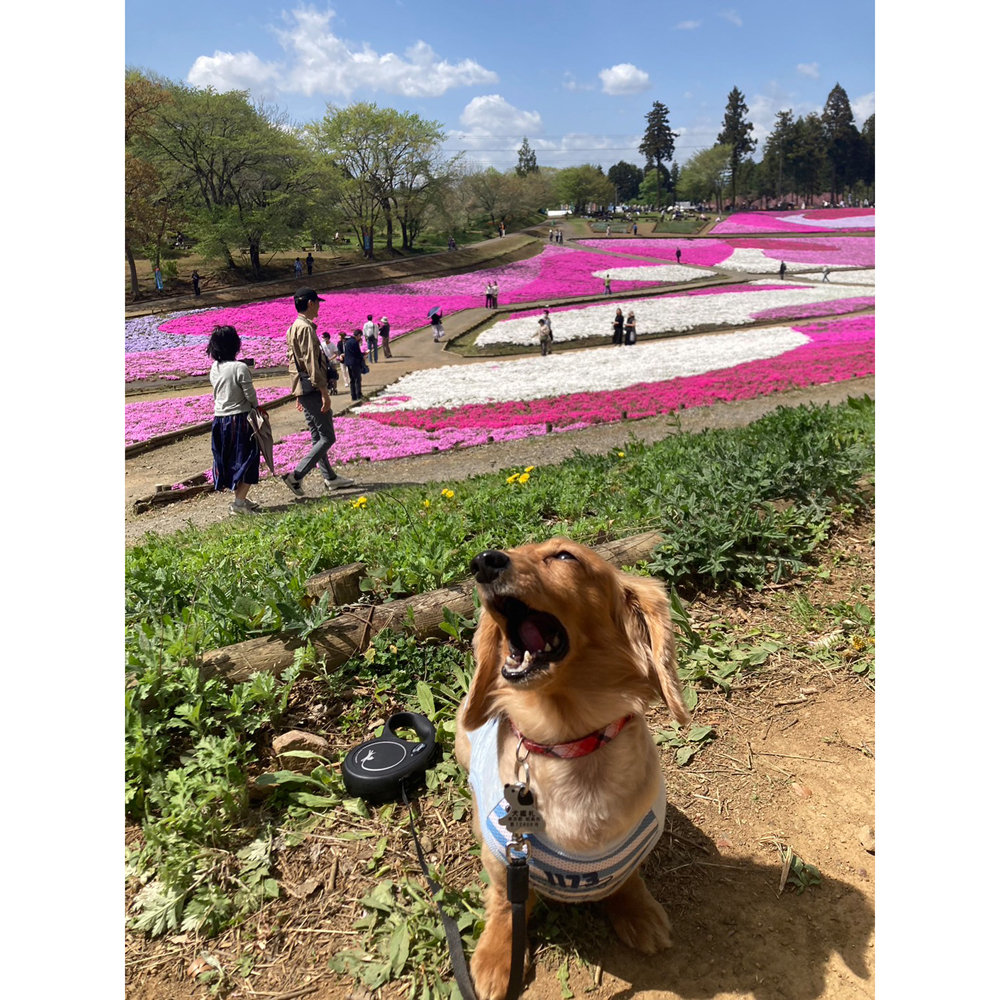 卒業犬しゅんすけくんの近況♪